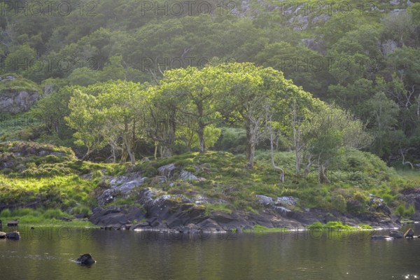 On Lower Lake from Killarney National Park, Gortracussane, Muckross, Kerry, Ireland