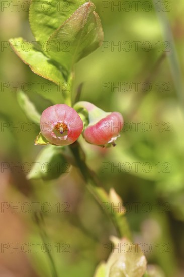 Blueberry blossom (Vaccinium myrtillus), European blueberry, blueberry, wild blueberry (Vaccinium myrtillus), close-up of blossoms, Wilnsdorf, North Rhine-Westphalia, Germany