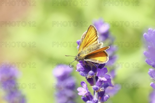 Large skipper (Ochlodes venatus), collecting nectar from a flower of Common lavender (Lavandula angustifolia), close-up, macro photograph, Wilnsdorf, North Rhine-Westphalia, Germany