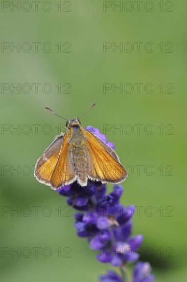 Large skipper (Ochlodes venatus), collecting nectar from a flower of Common lavender (Lavandula angustifolia), close-up, macro photograph, Wilnsdorf, North Rhine-Westphalia, Germany