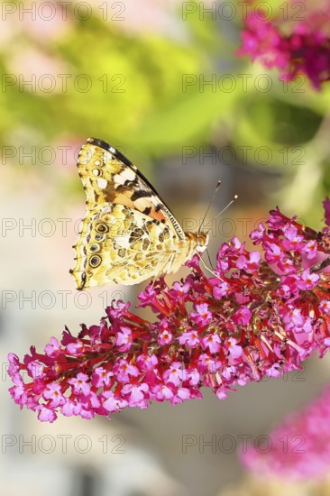 Thistle butterfly (Vanessa cardui) on a flower of the butterfly bush (Buddleja davidii), butterfly bush, in a natural environment in the wild, underside of wings, wildlife, insects, butterflies, butterflies, Wilnsdorf, North Rhine-Westphalia, Germany