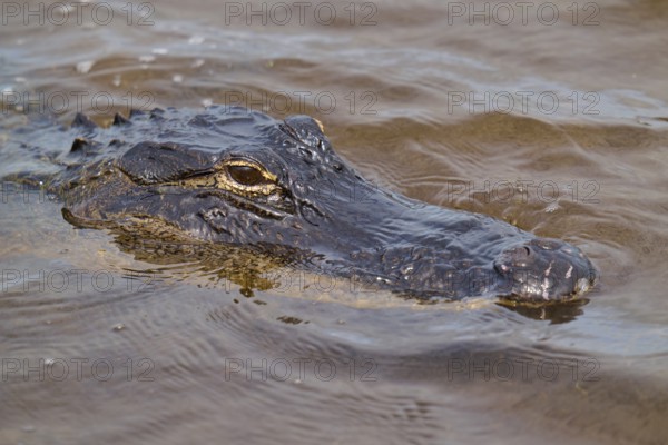 Close-up of an alligator head in water with visible skin texture, American alligator (Alligator mississippiensis), spring, Orlando Wetlands, Christmas, Florida, USA