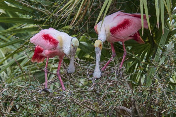 Two pink birds watching each other on branches, Roseate Spoonbill (Ajaja ajaja), Spring, Orlando Wetlands, Christmas, Florida, USA