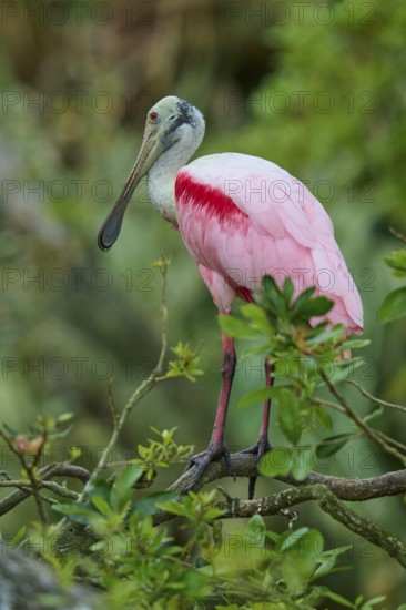 A pink bird sitting on branches in a dense green background, Roseate Spoonbill (Ajaja ajaja), Spring, Orlando Wetlands, Christmas, Florida, USA