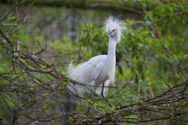 An elegant white heron with a ruffled crown of feathers stands on a branch in the greenery, Great Egret (Egretta thula), spring, St. Augustine, Florida, USA