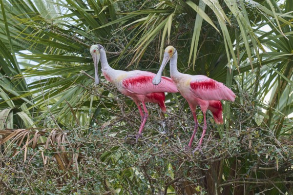 Two pink birds are perched on branches of dense bushes, Roseate Spoonbill (Ajaja ajaja), spring, Orlando Wetlands, Christmas, Florida, USA