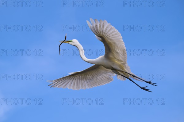 A magnificent bird flies with a branch through the blue sky, Great Egret (Egretta alba), spring, Orlando Wetlands, Christmas, Florida, USA