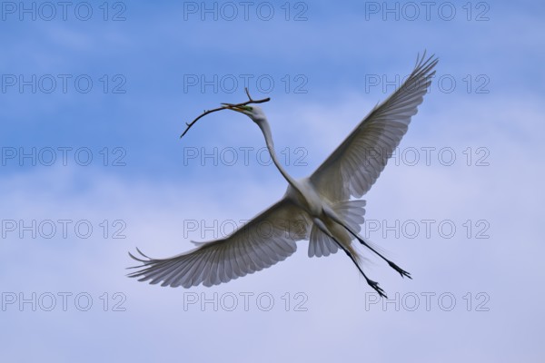 A bird with outstretched wings carrying a branch in the blue sky, Great Egret (Egretta alba), spring, Orlando Wetlands, Christmas, Florida, USA