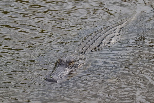 An alligator swimming just below the water surface and approaching, American alligator (Alligator mississippiensis), spring, Orlando Wetlands, Christmas, Florida, USA