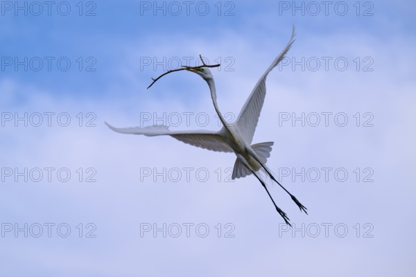 An elegant bird shot in the blue sky with a branch in its beak, Great Egret (Egretta alba), spring, Orlando Wetlands, Christmas, Florida, USA