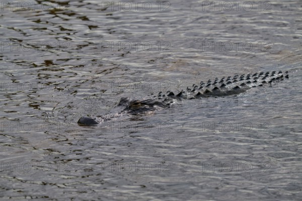 An alligator swimming in the river, only back and tail visible, American alligator (Alligator mississippiensis), spring, Orlando Wetlands, Christmas, Florida, USA