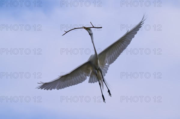 A magnificent bird flies through the clear sky with a branch in its beak, Great Egret (Egretta alba), spring, Orlando Wetlands, Christmas, Florida, USA