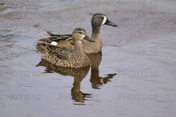 Two ducks swimming peacefully in still water, their plumage patterns clearly visible, Blue-winged Teal (Spatula discors), spring, Orlando Wetlands, Christmas, Florida, USA