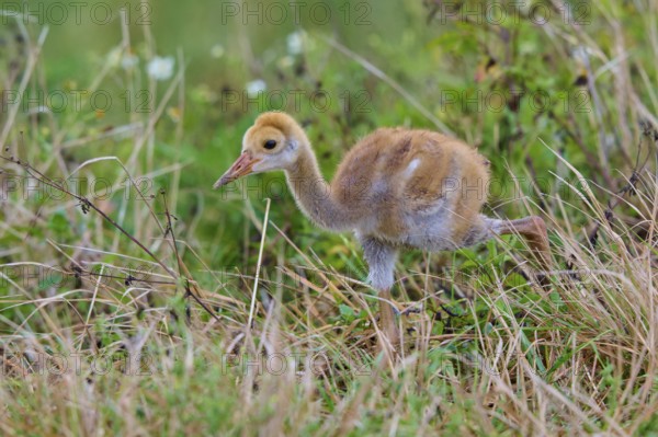 Young chick with brown fluff running through the grass of a natural environment, Canada cranes or Florida cranes (Grus canadensis pratensis), spring, Orlando Wetlands, Christmas, Florida, USA