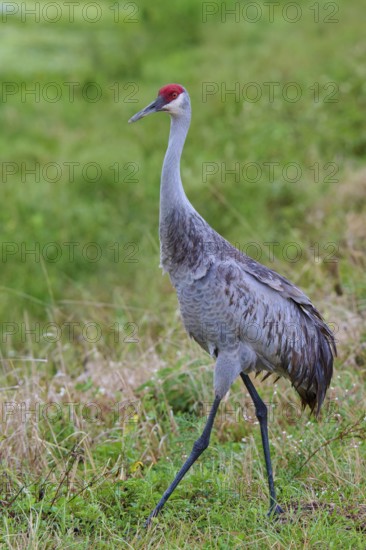 Crane with red head in a green, grassy natural area, Canada cranes or Florida cranes (Grus canadensis pratensis), spring, Orlando Wetlands, Christmas, Florida, USA