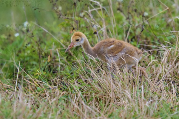 Chicks with brown fluff in the grass of a natural environment, Canada cranes or Florida cranes (Grus canadensis pratensis), spring, Orlando Wetlands, Christmas, Florida, USA