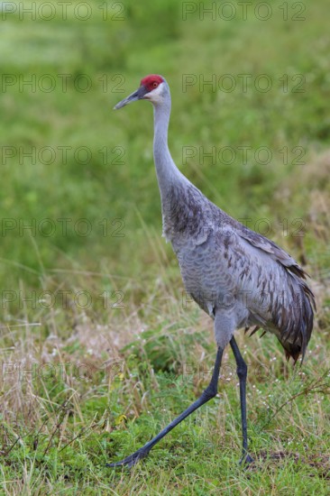 Crane with red head standing in the green grass of a natural environment, Canada cranes or Florida cranes (Grus canadensis pratensis), spring, Orlando Wetlands, Christmas, Florida, USA