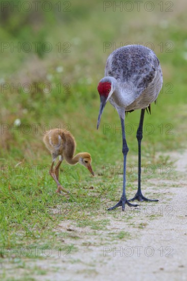The crane and the chick are attentively searching for food along the wayside, Canada cranes or Florida cranes (Grus canadensis pratensis), spring, Orlando Wetlands, Christmas, Florida, USA