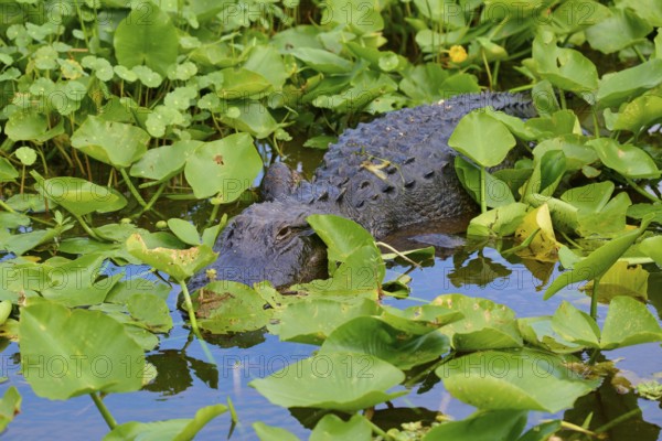 An alligator in the dense green foliage by the water, well camouflaged and calm, American Alligator (Alligator mississippiensis), spring, Orlando Wetlands, Christmas, Florida, USA