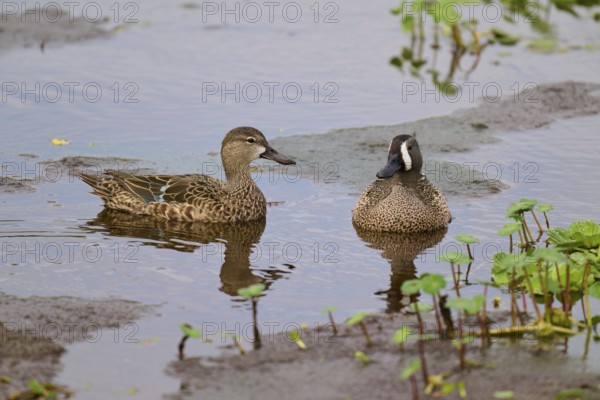 Two ducks swimming relaxed in marsh water, surrounded by plants, blue-winged teal (Spatula discors), spring, Orlando Wetlands, Christmas, Florida, USA