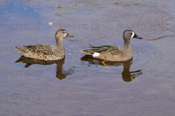 Two ducks relaxing in the water as their reflection shows in the water, Blue-winged Teal (Spatula discors), Spring, Orlando Wetlands, Christmas, Florida, USA