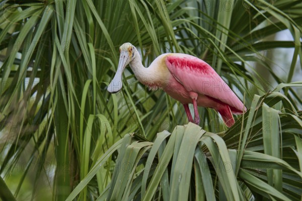 A pink bird peeks out of the palm frond-like leaves, Roseate Spoonbill (Ajaja ajaja), spring, Orlando Wetlands, Christmas, Florida, USA
