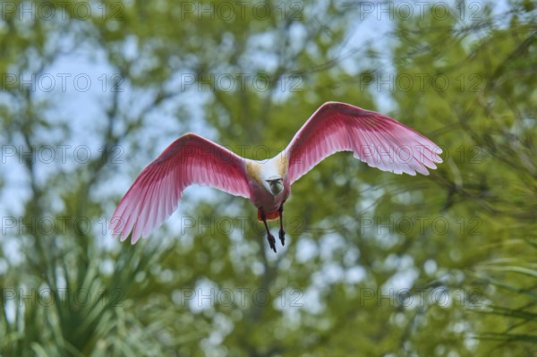 A pink bird flies towards the camera in front of a blue sky, Roseate Spoonbill (Ajaja ajaja), Spring, Orlando Wetlands, Christmas, Florida, USA