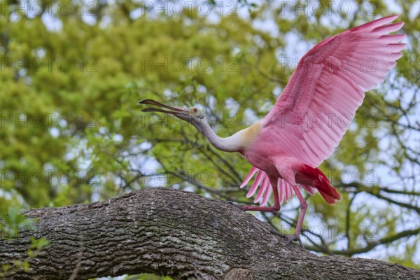A pink bird spreads its wings to land on a branch, Roseate Spoonbill (Ajaja ajaja), spring, Orlando Wetlands, Christmas, Florida, USA