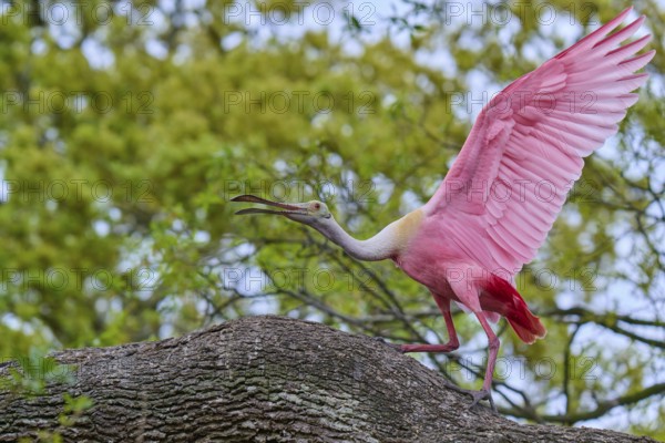 A pink bird stands with spread wings on a branch, Roseate Spoonbill (Ajaja ajaja), spring, Orlando Wetlands, Christmas, Florida, USA