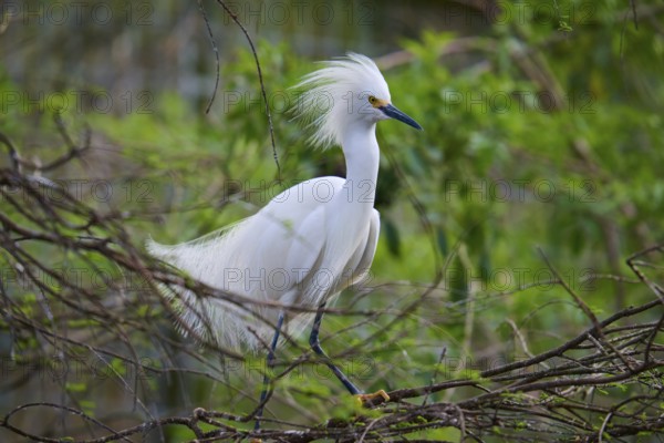 A white heron with conspicuous feathers sits on a branch surrounded by green vegetation, Great Egret (Egretta thula), spring, St. Augustine, Florida, USA