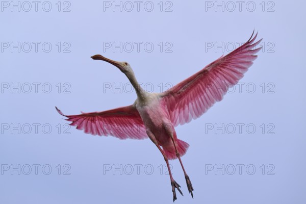 A pink bird flies with outstretched wings in the sky, Roseate Spoonbill (Ajaja ajaja), Spring, Orlando Wetlands, Christmas, Florida, USA