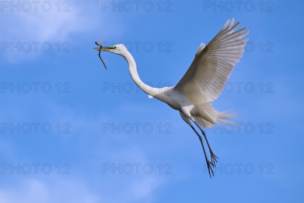 A white egret flies with outstretched wings against a clear blue sky, Great Egret (Egretta alba), spring, Orlando Wetlands, Christmas, Florida, USA