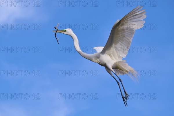 An elegant bird soars into the sky with a branch in its beak, Great Egret (Egretta alba), spring, Orlando Wetlands, Christmas, Florida, USA