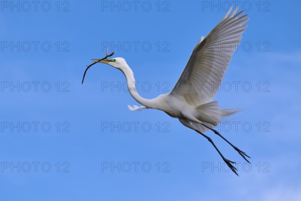 A majestic bird flies with a branch in the wide blue sky, Great Egret (Egretta alba), spring, Orlando Wetlands, Christmas, Florida, USA