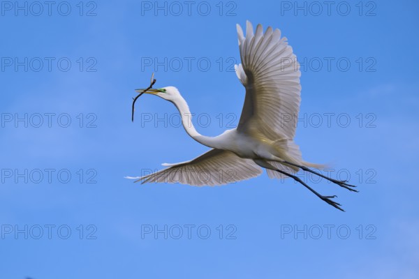 An elegant bird with a branch flies over the clear blue sky, Great Egret (Egretta alba), spring, Orlando Wetlands, Christmas, Florida, USA