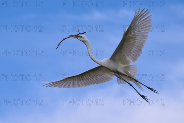A magnificent bird carries a branch through the wide blue sky, Great Egret (Egretta alba), spring, Orlando Wetlands, Christmas, Florida, USA