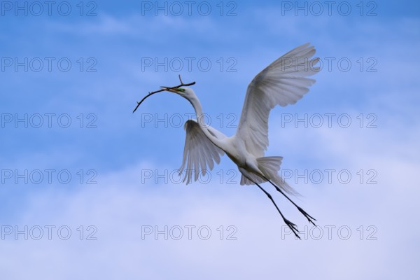 An elegant bird soars with a branch through the clear sky, Great Egret (Egretta alba), spring, Orlando Wetlands, Christmas, Florida, USA