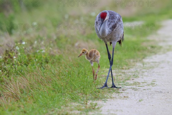 A crane and a chick walking along a rural path in green surroundings, Canada cranes or Florida cranes (Grus canadensis pratensis), spring, Orlando Wetlands, Christmas, Florida, USA
