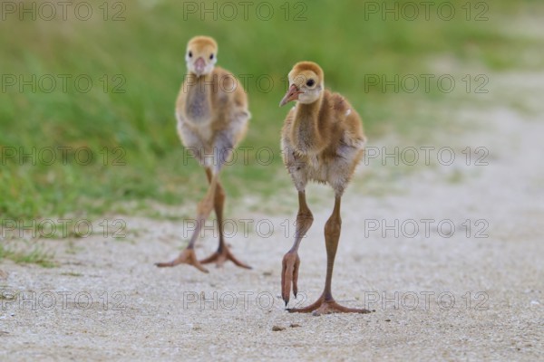 Two fluffy chicks migrate over a sandy path along green meadows, Canada cranes or Florida cranes (Grus canadensis pratensis), spring, Orlando Wetlands, Christmas, Florida, USA
