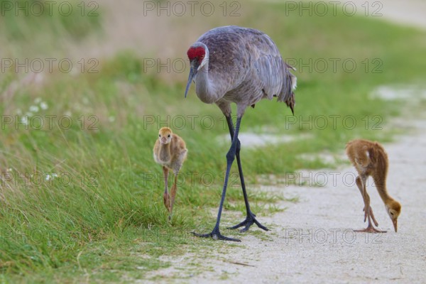 A crane and its chicks walk on a rural path along the meadow, Canada cranes or Florida cranes (Grus canadensis pratensis), spring, Orlando Wetlands, Christmas, Florida, USA
