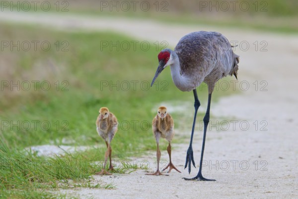 Crane and two chicks walking on a rural path next to a grassy edge, Canada cranes or Florida cranes (Grus canadensis pratensis), spring, Orlando Wetlands, Christmas, Florida, USA