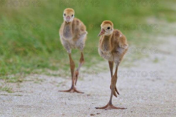 Two fluffy chicks walking curiously on a sandy path with green surroundings, Canada cranes or Florida cranes (Grus canadensis pratensis), spring, Orlando Wetlands, Christmas, Florida, USA