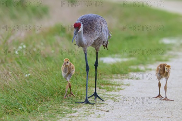 Crane with two chicks walking along a sandy path next to grassy areas, Canada cranes or Florida cranes (Grus canadensis pratensis), spring, Orlando Wetlands, Christmas, Florida, USA