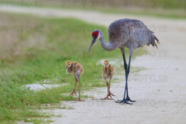 A crane with its chicks walking on a rural path next to green meadows, Canada cranes or Florida cranes (Grus canadensis pratensis), spring, Orlando Wetlands, Christmas, Florida, USA