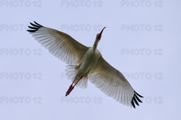 A bird flies majestically in the clear blue sky with outstretched wings, Snowy Ibis (Eudocimus albu), spring, Orlando Wetlands, Christmas, Florida, USA