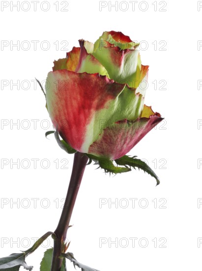 Hybrid rose (Rosa hybrida)