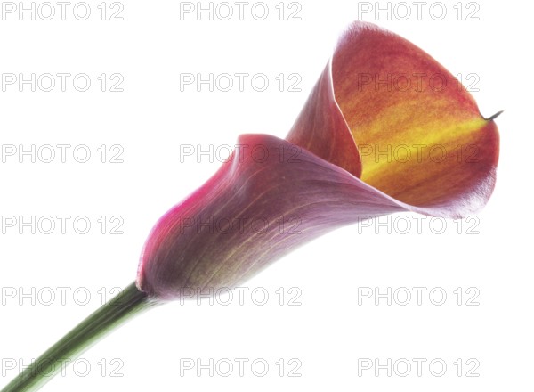 Pink Calla, Rehmann Calla (Zantedeschia rehmannii)