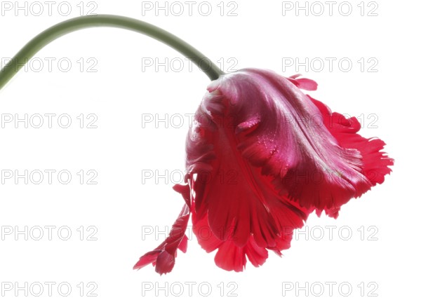 Garden tulip, Gesner's tulip, parrot tulip (Tulipa gesneriana)