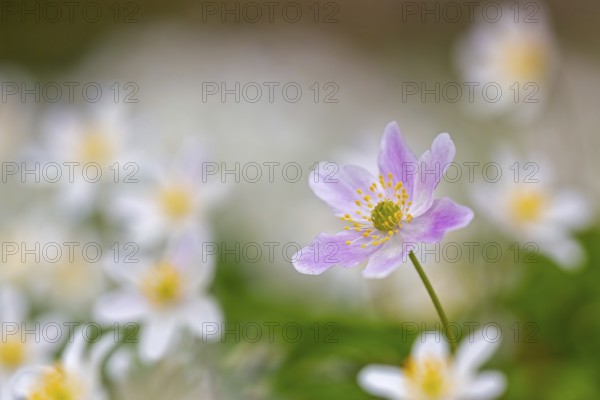 Pink wood anemone among colonial growth of white anemones / European thimbleweed (Anemone nemorosa) flowering in spring forest