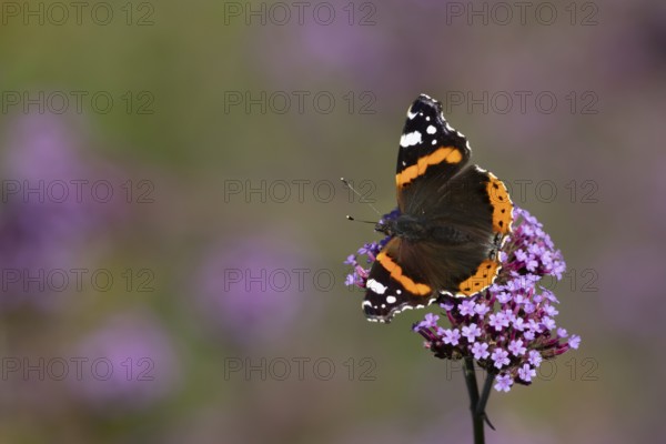 Red admiral butterfly (Vanessa atalanta) adult insect feeding on garden purple Verbena flowers in the summer, England, United Kingdom
